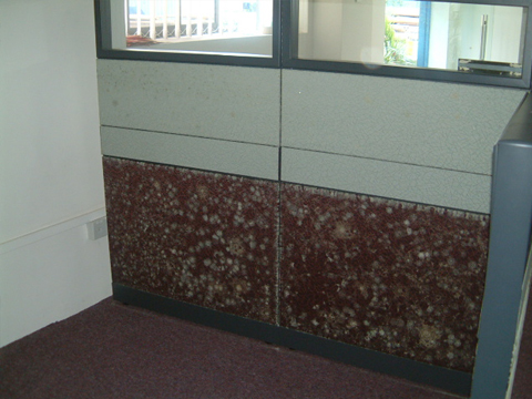 Fungus Growth on Partition
