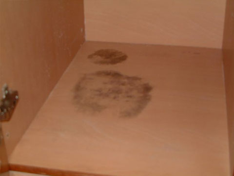 Mold Growth on a Tampines Cupboard