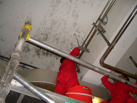Production Facility Affected by Visible Mold Growth