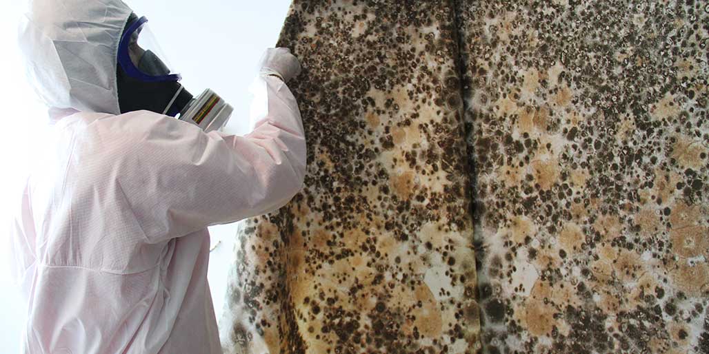 Mold Removal and Remediation Services in Singapre