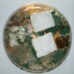 Aegis Treated Cotton