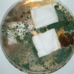 Aegis Treated Cotton