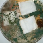 Aegis Treated Cotton