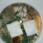 Aegis Treated Cotton