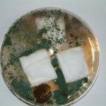 Aegis Treated Cotton