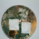 Aegis Treated Cotton