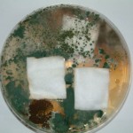 Aegis Treated Cotton