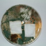 Aegis Treated Cotton