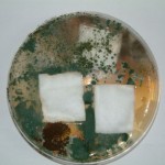 Aegis Treated Cotton