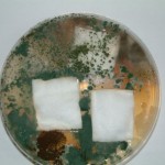 Aegis Treated Cotton