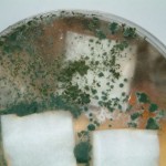 Aegis Treated Cotton