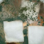 Aegis Treated Cotton