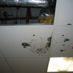 Hospital Contaminated with Microbial Growth Prior to Opening