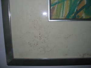 Micro Organism on Picture Frame