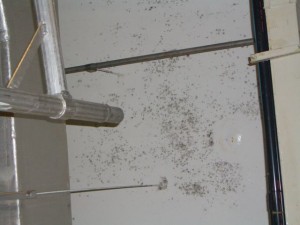 Production Facility Affected by Visible Mold Growth